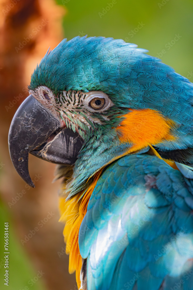 blue and yellow macaw blue and yellow macaw