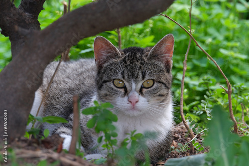 cat on the grass