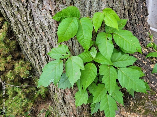 Schilderij op canvas poison ivy vine