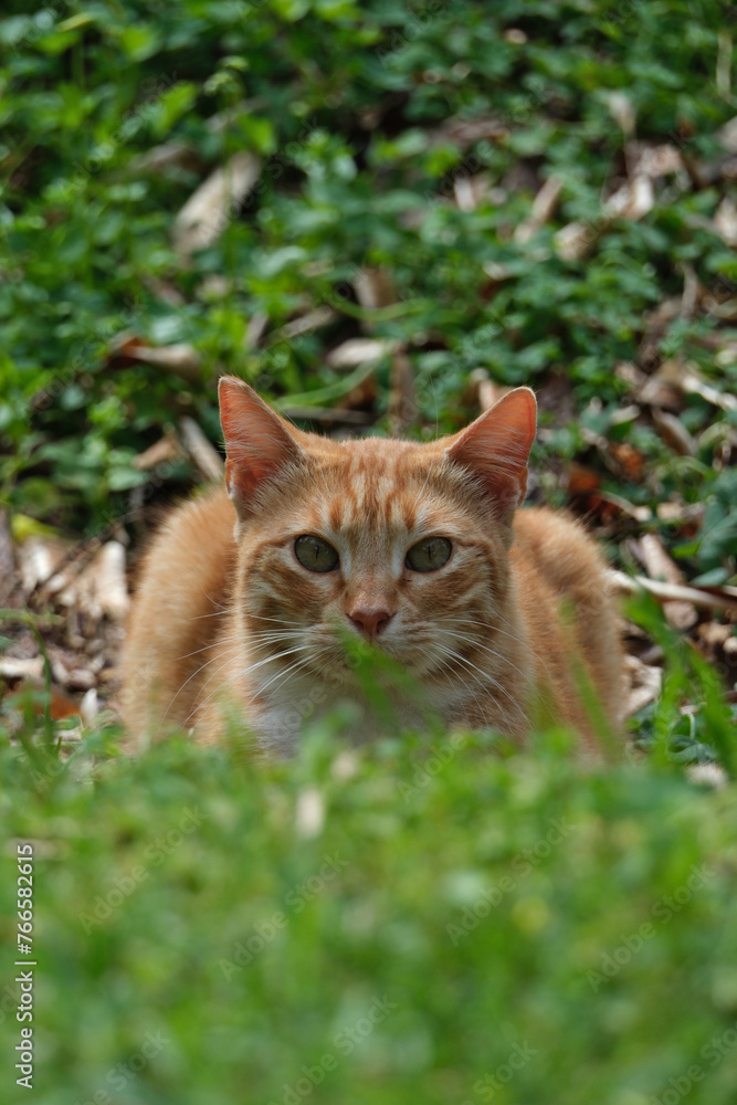 ginger cat in the grass