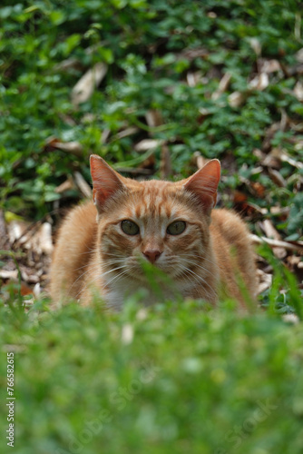 Wallpaper Mural ginger cat in the grass Torontodigital.ca