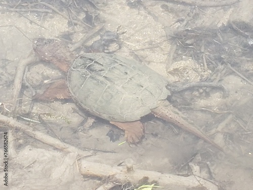 Snapping Turtle Swimming in Stream photo