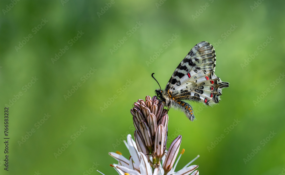 Forest scallop butterfly (Zerynthia cerisyi) on Asphodelus microcarpus plant Forest scallop butterfly (Zerynthia cerisyi) on Asphodelus microcarpus plant