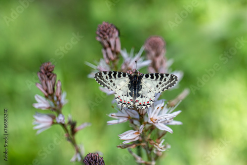 Forest scallop butterfly (Zerynthia cerisyi) on Asphodelus microcarpus plant photo