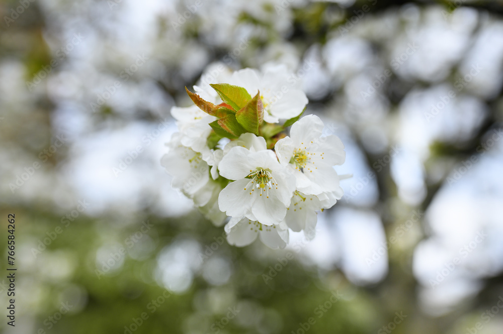 flowering spring tree close-up.Tree flower, seasonal floral nature background, shallow depth of field. Spring flower. Spring composition .white cherry blossom, spring landscape.White young flowers
