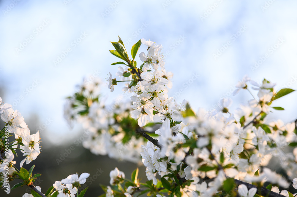 white cherry blossom on tree in spring time white cherry blossom on tree in spring time