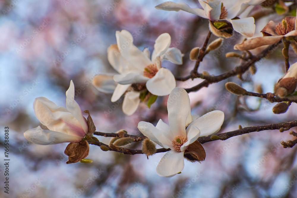 Magnolia flower blooming in the spring in the city