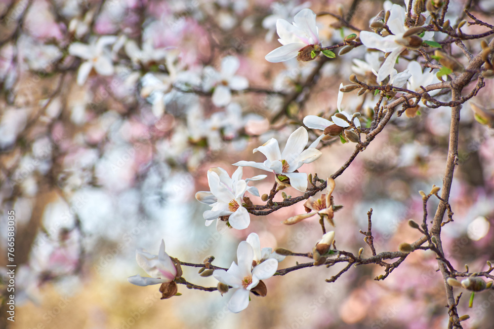 Magnolia flower blooming in the spring in the city