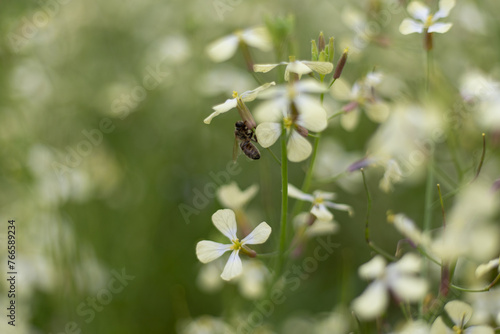 Fototapeta Naklejka Na Ścianę i Meble -  bee collecting nectar on a flower