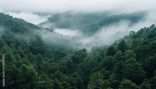 A dense fog blankets a forest filled with numerous trees