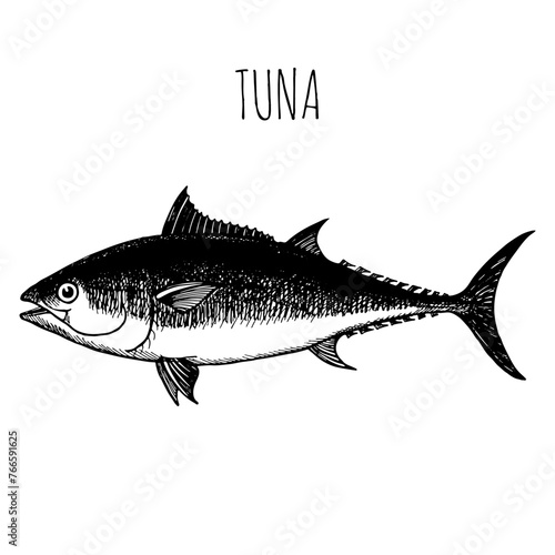 Tuna, commercial sea fish. Engraving, hand-drawn sketch. Vintage style. Can be used to design menus, fish labels and price tags, presentation of seafood and canned seafood.
