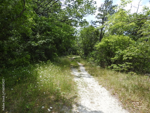 Bild auf Leinwand Visitors enjoy hiking the Jen's trail that meanders through the woodland forest of the Edwin B