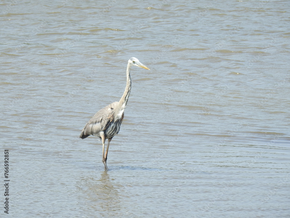 A great blue heron standing in the wetland water of the Edwin B. Forsythe National Wildlife Refuge. A great blue heron standing in the wetland water of the Edwin B. Forsythe National Wildlife Refuge.