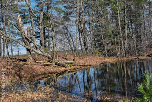 the little pond in the  woods of the quabbin reservior photo