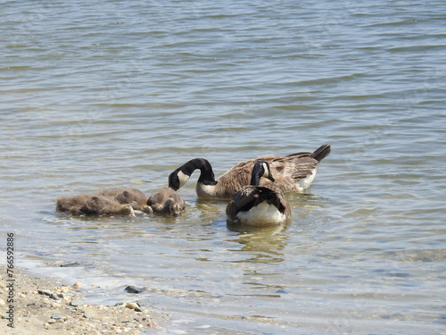 A family of Canadian geese feeding on aquatic invertebrates, within the shallow water along the shores of the Edwin B. Forsythe National Wildlife Refuge, Galloway, New Jersey.