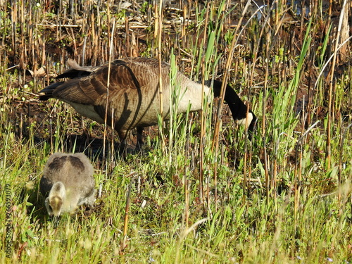 A Canadian goose parent and its gosling feeding on the wetland vegetation. Edwin B. Forsythe National Wildlife Refuge, Galloway, New Jersey. photo