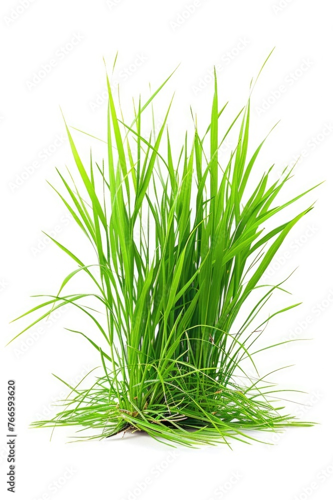 Fototapeta premium Fresh green grass on a clean white background, perfect for nature or environmental concepts