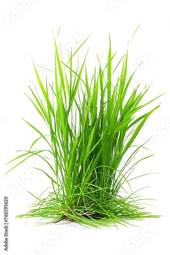 Fresh green grass on a clean white background, perfect for nature or environmental concepts