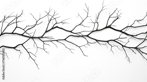 Tree branch silhouette in the winter season isolated on a white background.