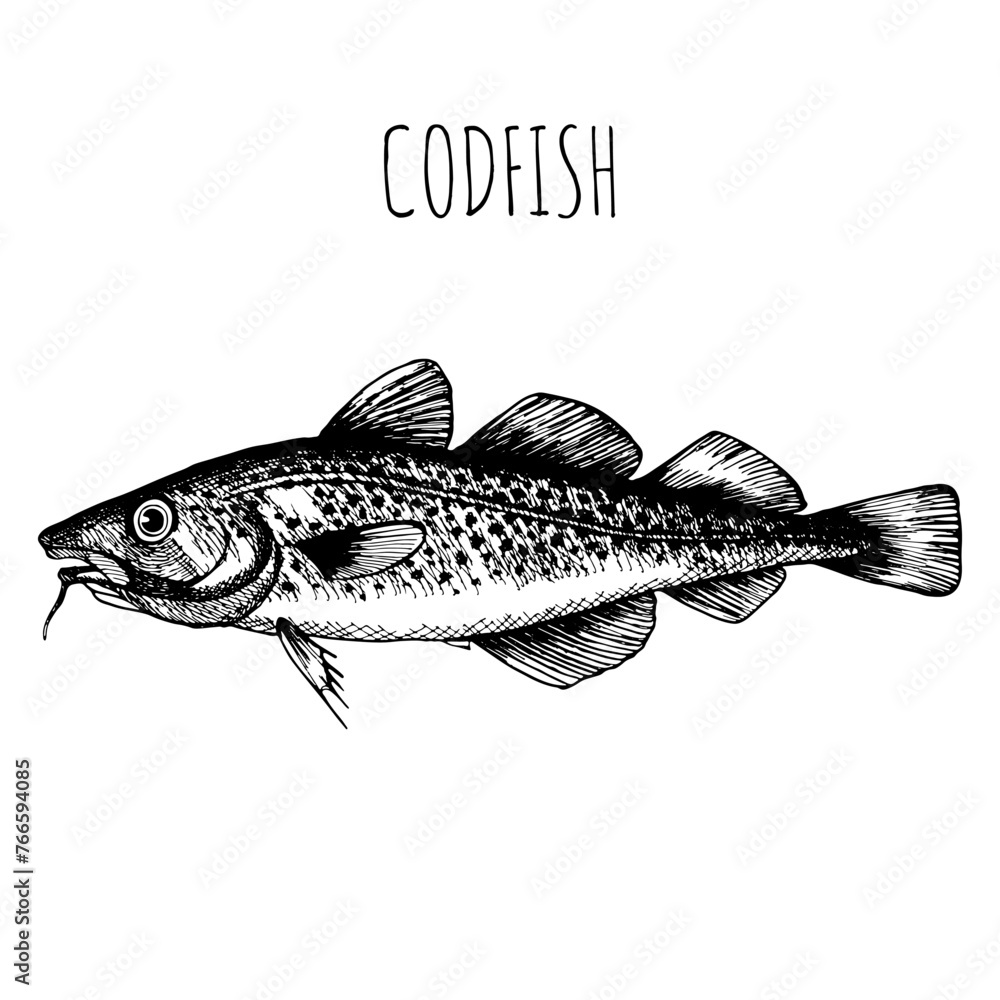 Fototapeta premium Codfish, herring, commercial sea fish. Engraving, hand-drawn sketch. Vintage style. Can be used to design menus, fish labels and price tags, presentation of seafood and canned seafood.