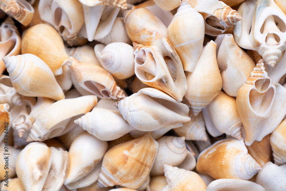 lots of scallop seashells piled together background. Sea shells. Sea shells background