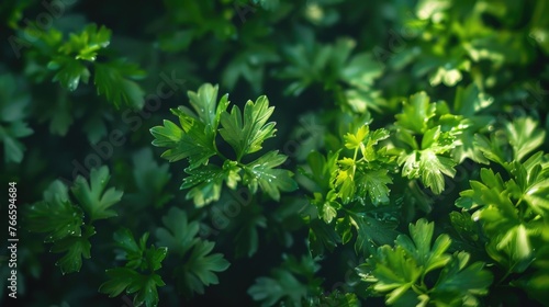 Close-up shot of a bunch of green leaves. Perfect for nature backgrounds