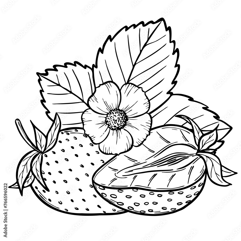 Fototapeta premium Vector strawberry line art illustration composition with berries, leaves and flowers, hand drawn botanical outline sketch, monochrome drawing. Design element for coloring book, background, pattern