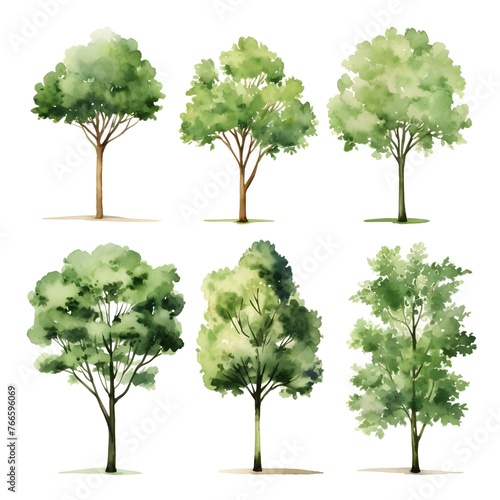 beautiful watercolor illustration of a tree on a white background.