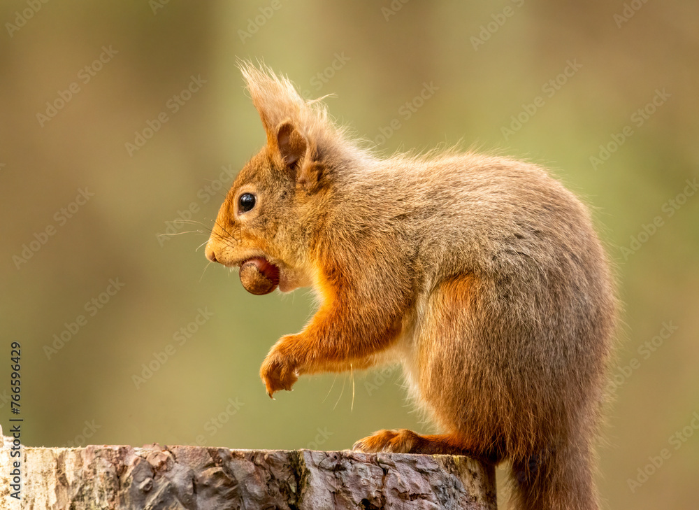 Fototapeta premium Cute little scottish red squirrel in the forest