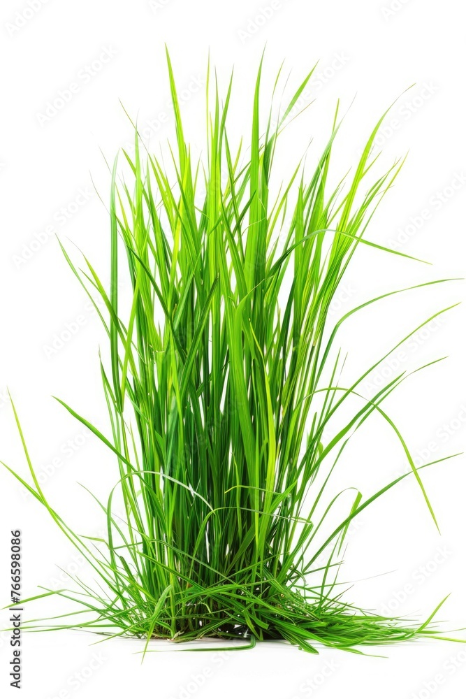 Fresh green grass on a clean white background, suitable for various design projects Fresh green grass on a clean white background, suitable for various design projects