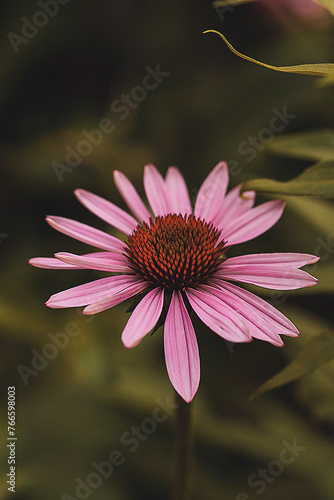 Pink flower - Zenia  photo