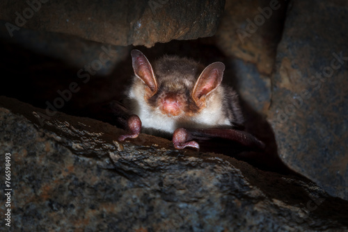 The greater mouse - eared bat - Myotis myotis - is a European species of bat in the family Vespertilionidae. photo