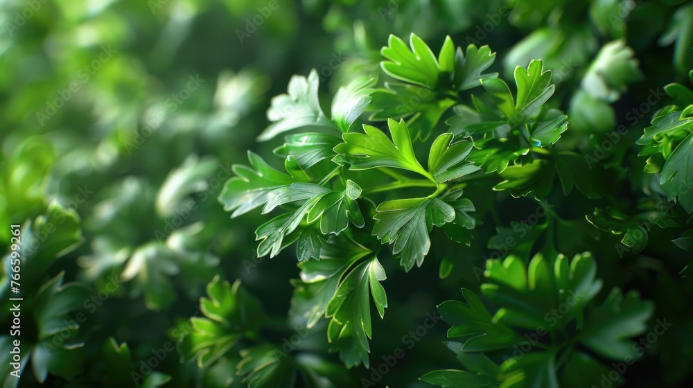Detailed view of green leaves, perfect for nature backgrounds