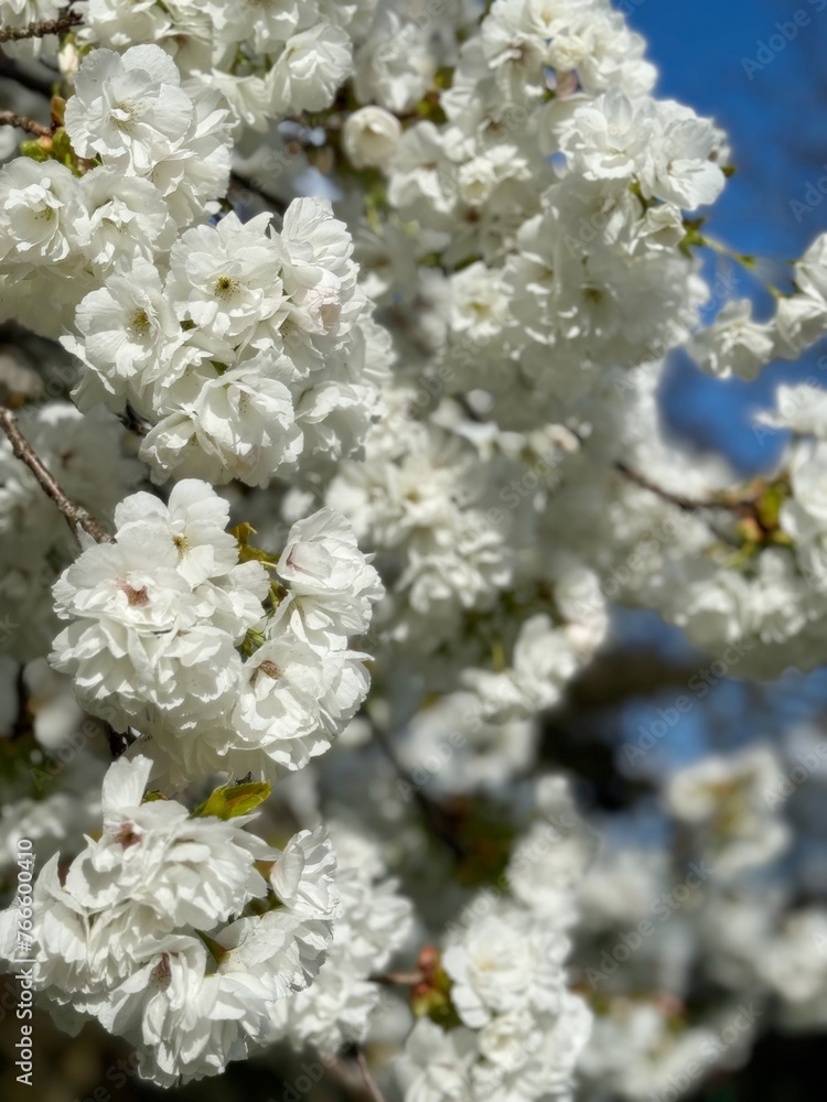 White tree blossom