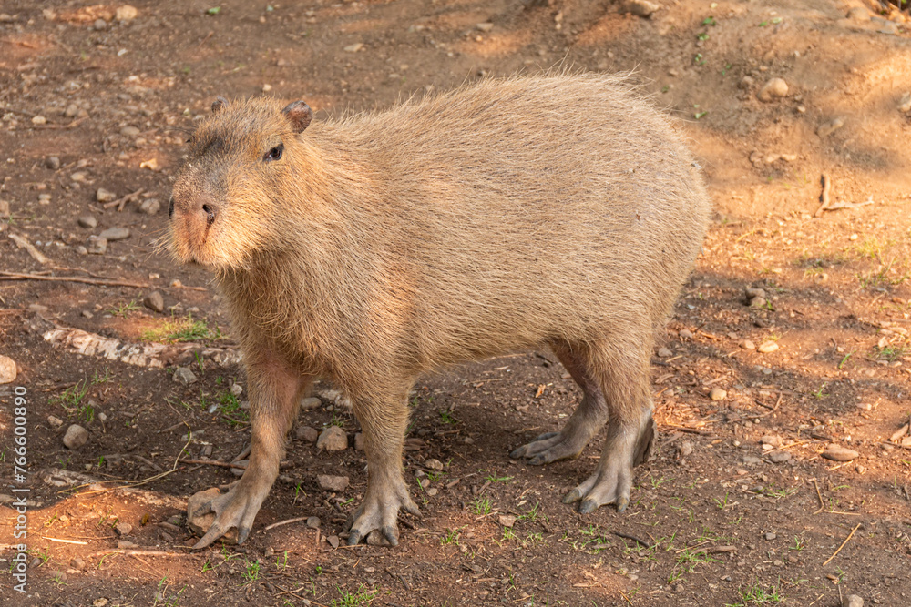 Capybara Capybara