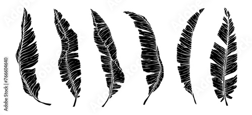 Set of silhouettes of tropical leaves.Vector graphics.
