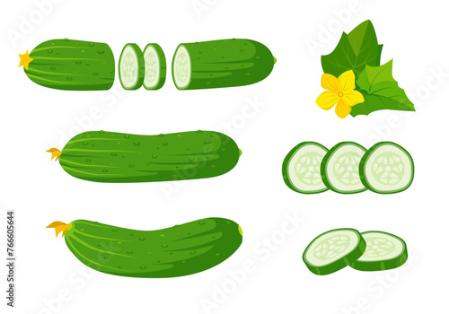 Set of fresh cucumbers, leaves with flower and slices. Whole cucumbers and chopped cucumber with slices. Organic vegetables vegetarian food. Vector illustration isolated on white background.