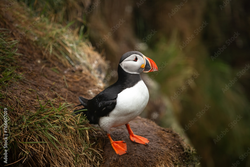 A puffin bird standing on a hill. Iceland A puffin bird standing on a hill. Iceland