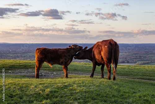 A view on Ditchling Beacon in SUssex, with a cow grooming her calf