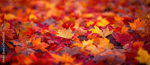 On the ground, a bunch of fallen leaves are scattered, forming a beautiful array of vibrant autumn colors.