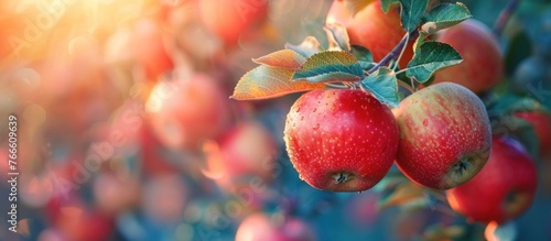 A cluster of ripe red apples hanging from the branches of a tree, ready for harvest.