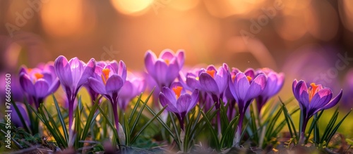 A group of purple flowers standing out in a lush green grass field.