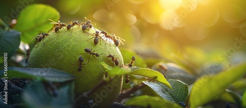 A cluster of ants moving across a vibrant green fruit, possibly feeding or exploring. photo
