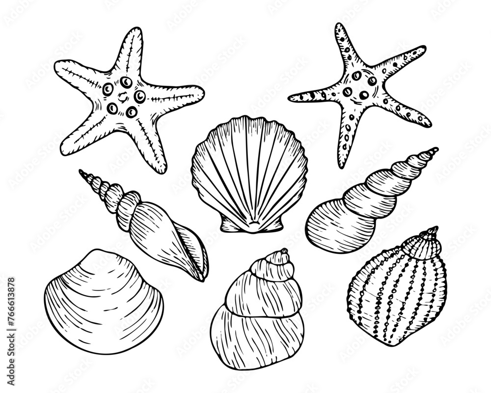 A set of vector seashell line art illustrations, including starfish, scallop. Hand drawn maritime seashell sketch. Undersea seashells outline drawing. For icon, logo, seafood shop, menu, coloring.