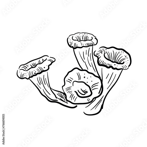 Vector sketch chanterelles mushrooms black mushroom family, cantharellus, gourmet cuisine, vegetarian, autumn mushrooms isolated on white background for printing, cookbook, Craterellus cornucopioides