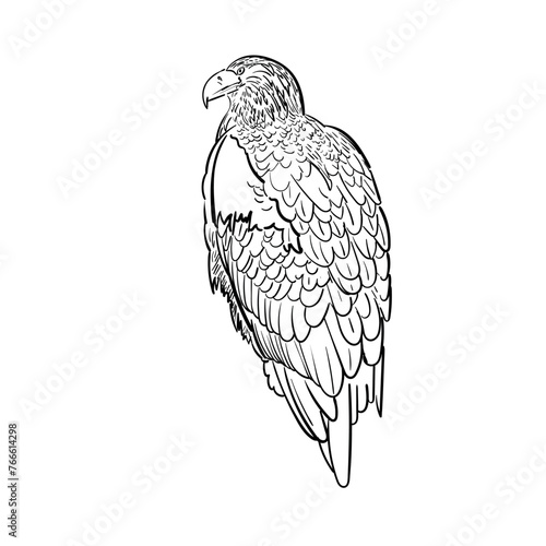 Sketch of eagle sitting . Vector illustration isolated on the white background. Steller's sea eagle. Doodle line hand drawn