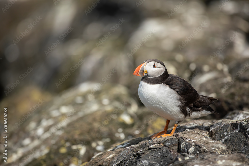close up of Atlantic Puffin bird or common Puffin Fratercula arctica close up of Atlantic Puffin bird or common Puffin Fratercula arctica