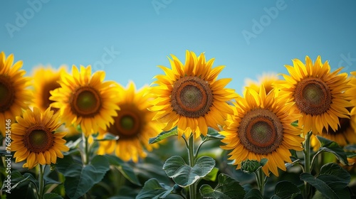 Field of Sunflowers Under Blue Sky