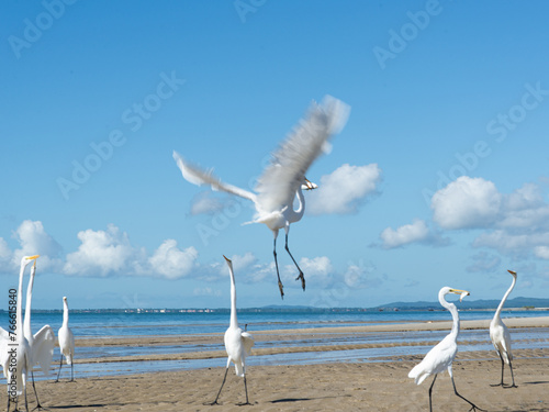 Herons on the edge of a beach looking for food. Seabird. photo