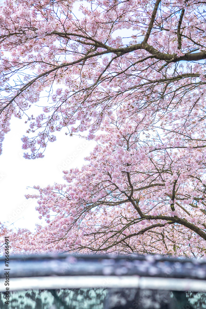 cherry blossom with gray cloudy sky and wind blowing
cherry blossom with gray cloudy sky and wind blowing